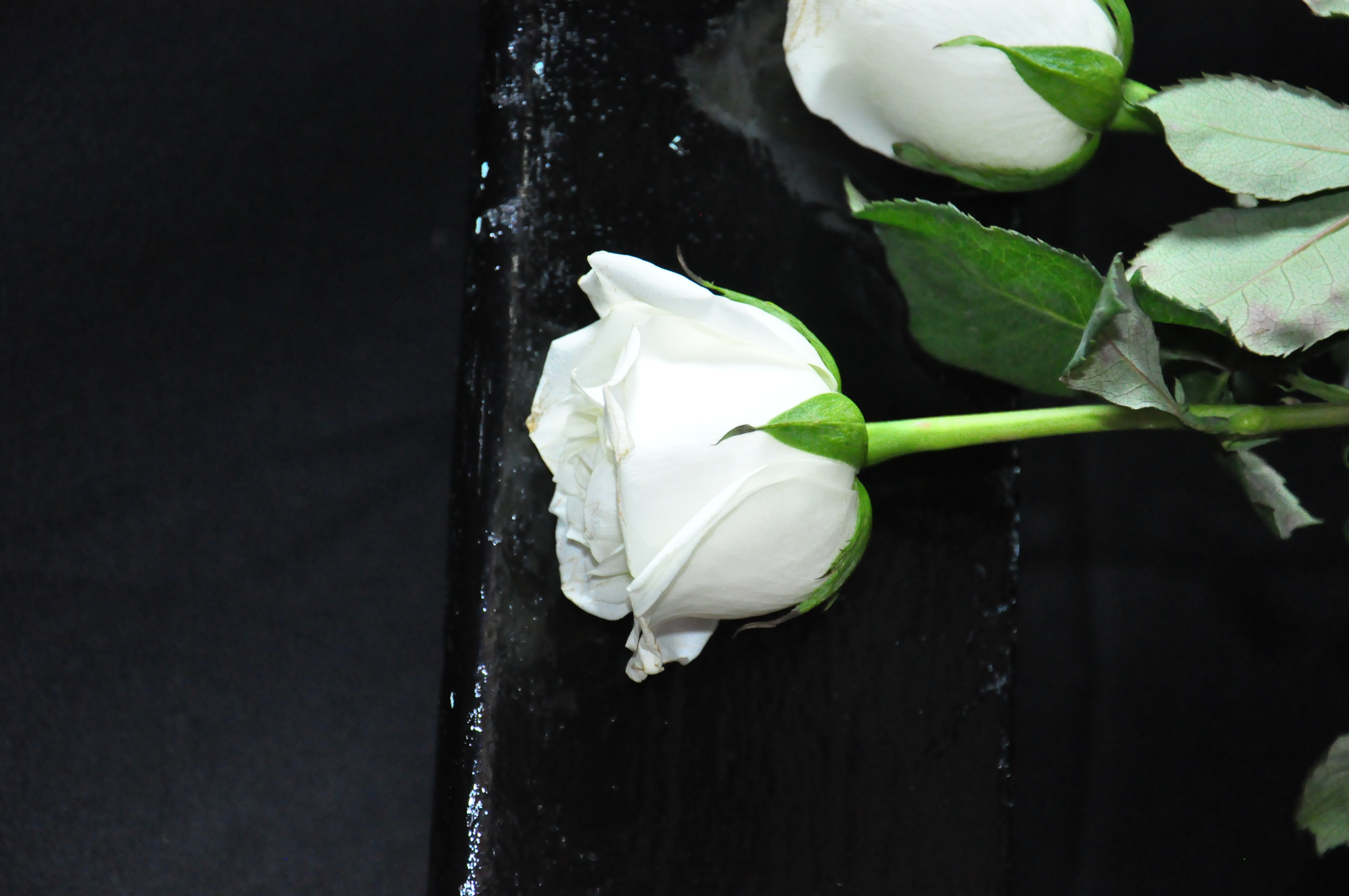 White Roses Tumblr