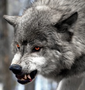 silver_wolf_growling_by_regretfuloblivion-d5yqfnk.jpg