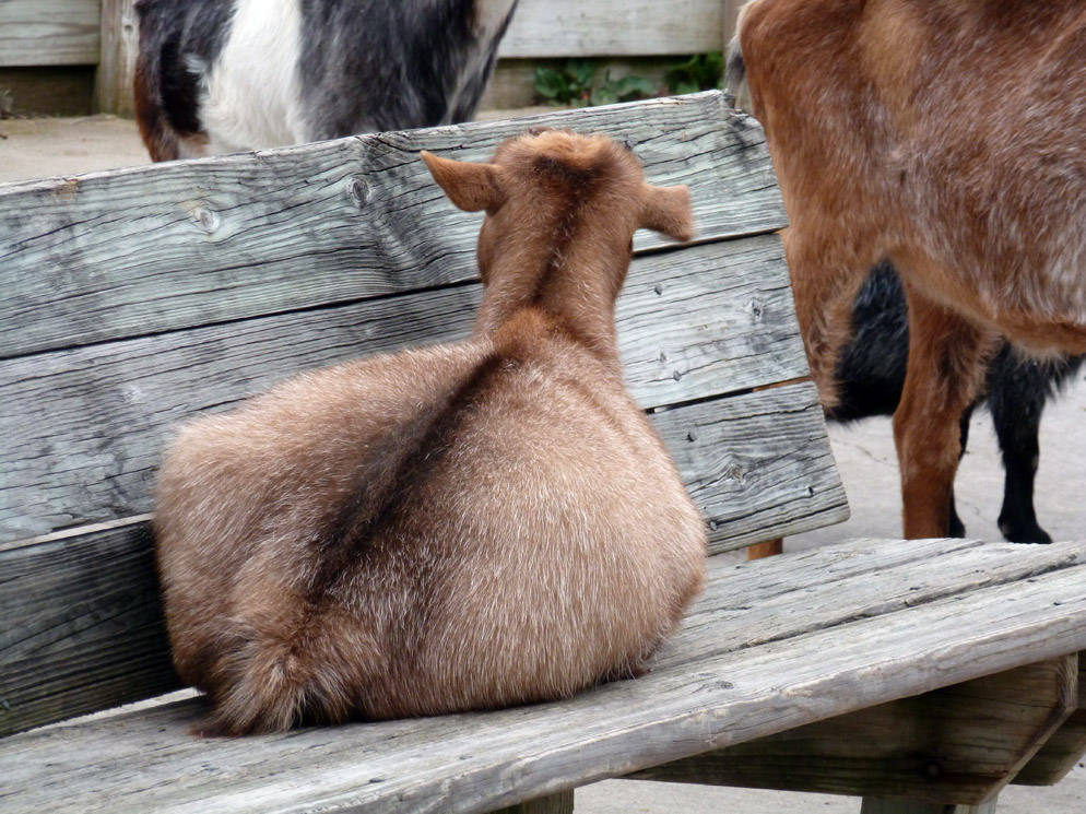 goat_loaf_by_altrian-d4t2wcr.jpg