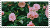 Rose Bush stamp by homu64
