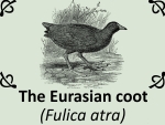 The Eurasian coot (Fulica atra) by PhotoDragonBird