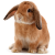 Rabbit icon.16