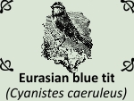 Eurasian blue tit (Cyanistes caeruleus) by PhotoDragonBird