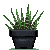 zebra_aloe_by_sincommonstitches-d7hzebg.png