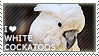 I love White Cockatoos by WishmasterAlchemist
