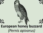 European honey buzzard (Pernis apivorus) by PhotoDragonBird