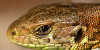 21.1.sand Lizard   Portait By Thefunnyspider-d7zpm by Andorada