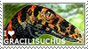 I love Gracilisuchus by WishmasterAlchemist